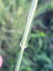 Bothriochloa ischaemum