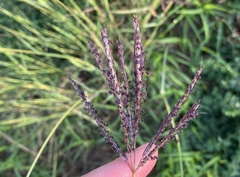 Bothriochloa ischaemum