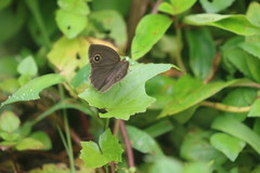 Mycalesis mineus