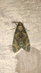 Acherontia styx
