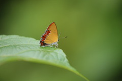 Heliophorus epicles