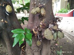 Cynometra cauliflora