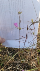 Agalinis heterophylla