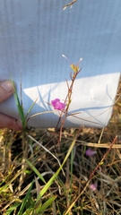 Agalinis heterophylla