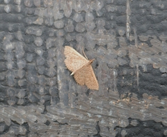 Erebidae