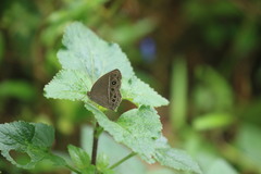 Mycalesis mineus