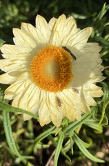 Nysius