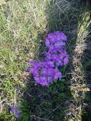 Primula farinosa
