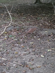 Gorsachius melanolophus