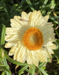 Nysius