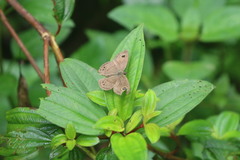 Ypthima baldus