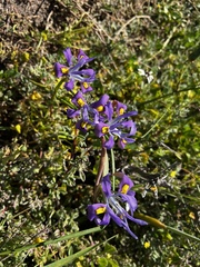 Moraea ciliata