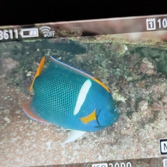Holacanthus passer