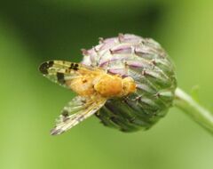 Xyphosia miliaria