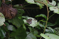 Lexias