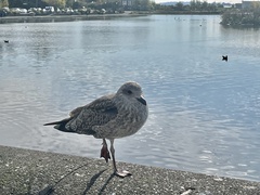 Larus fuscus