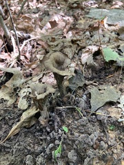 Craterellus fallax