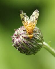 Xyphosia miliaria
