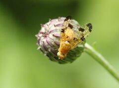 Xyphosia miliaria