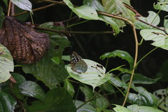 Lexias dirtea