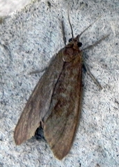Virbia opella