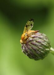 Xyphosia miliaria