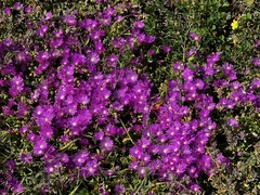 Lampranthus vernalis