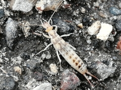 Labidura riparia