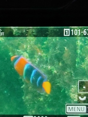 Holacanthus passer