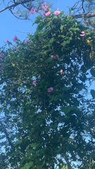 Ipomoea sagittata
