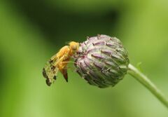 Xyphosia miliaria