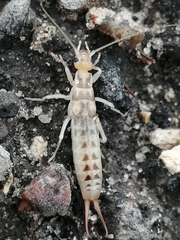 Labidura riparia