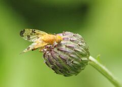 Xyphosia miliaria
