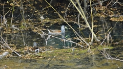 Porphyriops melanops