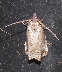 Notocelia culminana