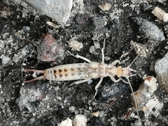 Labidura riparia