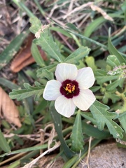 Hibiscus trionum