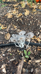 Coprinopsis lagopus
