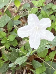 Ruellia metziae