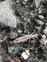 Labidura riparia