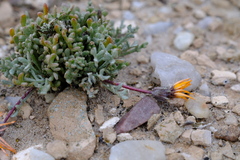 Gazania splendidissima