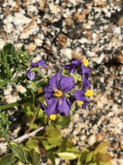 Solanum pinnatum