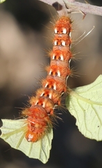 Acronicta