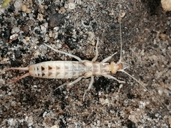 Labidura riparia