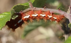 Acronicta