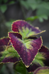 Coleus