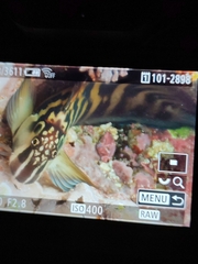 Ophioblennius steindachneri