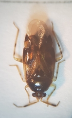 Deraeocoris lutescens