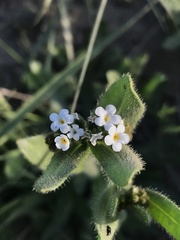 Plagiobothrys myosotoides