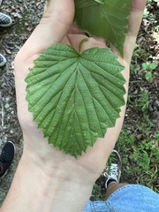 Viburnum